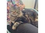 Adopt Nelson a Brown Tabby Tabby (short coat) cat in Temecula, CA (41202018)