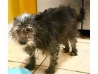 Adopt NILES a Black - with Gray or Silver Cairn Terrier / Mixed dog in WestLake