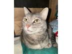 Adopt KiKi a Calico or Dilute Calico Calico (short coat) cat in Temecula