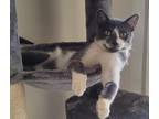 Adopt Delbert a Gray or Blue Domestic Shorthair (short coat) cat in Sherman