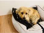 Adopt Santi a Tan/Yellow/Fawn Cairn Terrier / Mixed dog in Beverly Hills