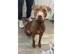 Adopt Kyng a Tan/Yellow/Fawn Cane Corso / Pit Bull Terrier / Mixed dog in New