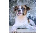 Adopt Rebekah a Norwich Terrier / Mixed dog in Matawan, NJ (41200318)