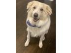 Adopt Luffy a White - with Tan, Yellow or Fawn Great Pyrenees / Border Collie /