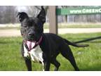 Adopt Tessa a Black Mixed Breed (Medium) / Mixed dog in Monroe, WI (40885616)