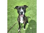 Adopt Daisy a Black American Pit Bull Terrier / Mixed dog in Independence