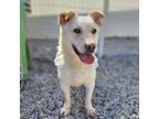 Adopt Sunee a White Jindo / Corgi / Mixed dog in Vancouver, BC (41201764)