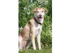 Adopt Indy! a White - with Red, Golden, Orange or Chestnut Shepherd (Unknown