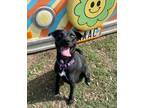 Adopt Sweetie Valentine a Black Labrador Retriever dog in Provo, UT (40904780)