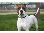 Adopt Delilah a White Mixed Breed (Large) / Mixed dog in Monroe, WI (31141758)