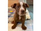 Adopt Beauregard a Labrador Retriever / Mixed dog in Darlington, SC (41201637)