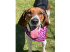 Adopt Liberty a Hound (Unknown Type) / Mixed dog in Darlington, SC (40236524)