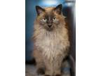 Adopt Bella a Tan or Fawn Domestic Longhair / Domestic Shorthair / Mixed cat in