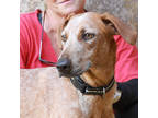 Adopt Kylo a Red/Golden/Orange/Chestnut Hound (Unknown Type) / Mixed dog in