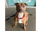 Adopt Cisco a Brown/Chocolate Mixed Breed (Large) / Mixed dog in Janesville