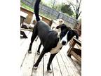 Adopt Jabberwocky a Black - with White Hound (Unknown Type) / Mixed dog in