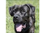 Adopt TITAN a Black Cane Corso / Neapolitan Mastiff / Mixed dog in Diamond