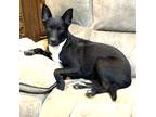 Adopt Josie a Black - with White Mutt / Mixed dog in Lakeland, TN (41201160)