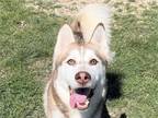 Adopt Balto a Red/Golden/Orange/Chestnut Mixed Breed (Large) / Mixed dog in