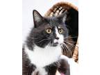 Adopt Gunther a All Black Domestic Shorthair / Domestic Shorthair / Mixed cat in