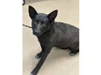 Adopt Namiah a Black Mixed Breed (Medium) / Mixed dog in Chamblee, GA (41201130)