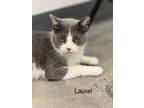 Adopt Laurel a Gray or Blue (Mostly) Domestic Shorthair (short coat) cat in