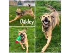 Adopt Oakley a Brown/Chocolate German Shepherd Dog / Mixed Breed (Medium) /