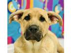 Adopt Bolt a German Shepherd Dog / Mixed dog in Osage Beach, MO (41200811)