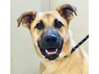 Adopt Slinky a German Shepherd Dog / Mixed dog in Osage Beach, MO (41200809)