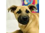 Adopt Slinky a German Shepherd Dog / Mixed dog in Osage Beach, MO (41200809)