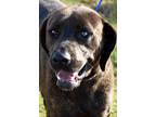 Adopt Disel a Brown/Chocolate Mixed Breed (Large) / Mixed dog in Okeechobee