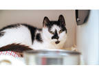 Adopt Keila a All Black Domestic Shorthair / Domestic Shorthair / Mixed cat in