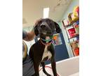 Adopt Belladona G18 4/4/24 a Black Labrador Retriever / Mixed dog in San Angelo