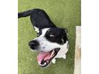 Adopt Juliette a Black Australian Cattle Dog / Border Collie / Mixed dog in