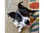 Adopt CLEVELAND a Black - with White American Staffordshire Terrier / American