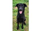 Adopt Moose (HW-) a Black Retriever (Unknown Type) / Mixed dog in Owensboro