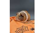 Adopt Ginger a Orange Guinea Pig (short coat) small animal in Hughesville
