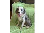 Adopt MELBA a Merle Australian Shepherd / Mixed dog in Windsor, MO (41200347)