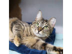 Adopt Cacio a Gray or Blue Domestic Shorthair / Domestic Shorthair / Mixed cat