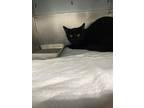 Adopt Beau a All Black Domestic Shorthair / Mixed Breed (Medium) / Mixed (short