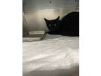 Adopt Beau a All Black Domestic Shorthair / Domestic Shorthair / Mixed cat in