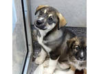 Adopt Tony a Black Husky / Mixed dog in Atlanta, GA (41198896)
