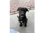 Adopt PETE a Black - with White Labrador Retriever / Mixed dog in Studio City