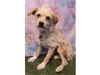 Adopt Oatmeal a Tan/Yellow/Fawn Terrier (Unknown Type, Medium) / Mixed dog in