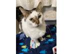 Adopt Persephone a Domestic Shorthair cat in Toledo, OH (41147370)