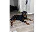 Adopt Yogi a Black - with Tan, Yellow or Fawn Rottweiler / Mixed dog in