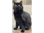 Adopt Louise a Domestic Mediumhair / Mixed (short coat) cat in Great Bend