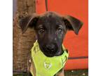 Adopt Walter White a Brown/Chocolate - with Tan Shepherd (Unknown Type) /