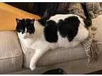 Adopt elsie a Black & White or Tuxedo Domestic Shorthair / Mixed (short coat)