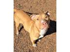 Adopt Lolly a Brown/Chocolate American Pit Bull Terrier / Mixed Breed (Medium) /